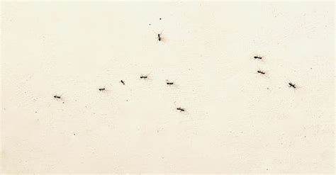 屬虎房屋座向 房間出現大螞蟻